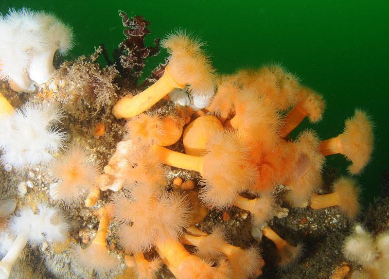 Anemones cover handrail of ship wreck - Habitat Scenes