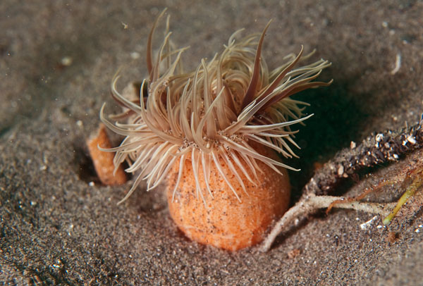 Sagartiogeton undatus (column visible) - Anemones (Anthozoa)