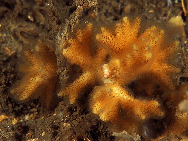 Omalosecosa ramulosa - Sea Mats (Bryozoa)