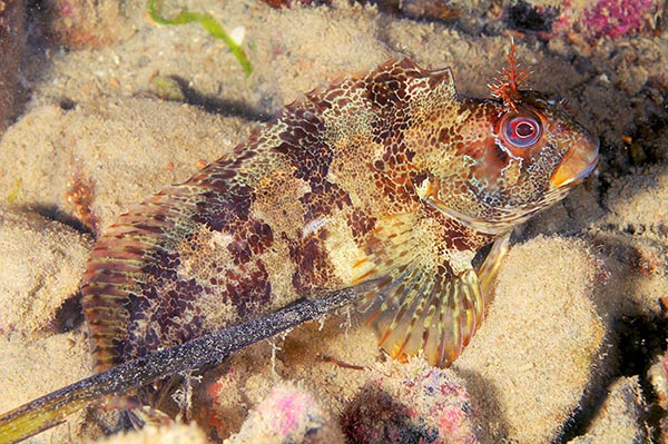 Parablennius gattorugine - Fishes – bony and cartilagous (Pisces)