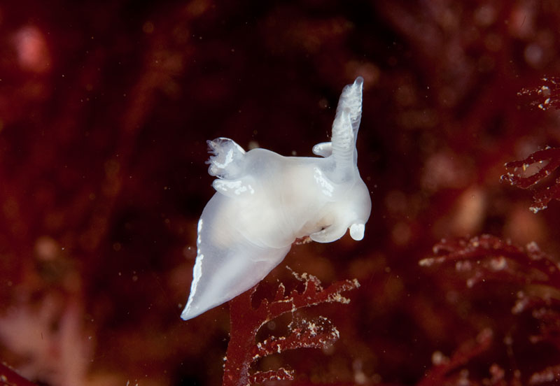 Trapania pallida - Sea Slugs & Sea Hares (Nudibranchs etc)