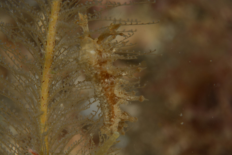 Lomanotus marmoratus - Sea Slugs & Sea Hares (Nudibranchs etc)