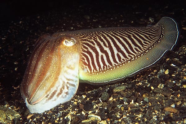 Sepia officinalis - Octopus, Squid & Cuttlefish (Cephalopoda)