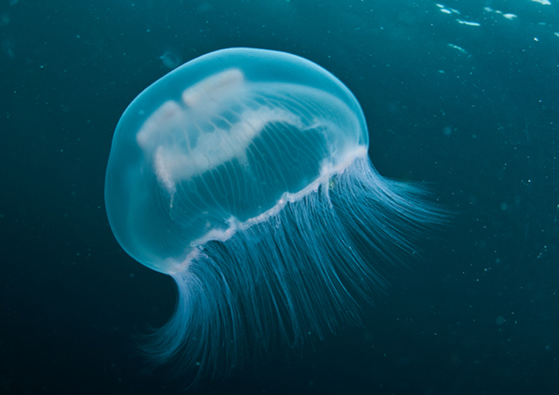 Aurelia aurita - Jellyfish and 'jelly-like' animals