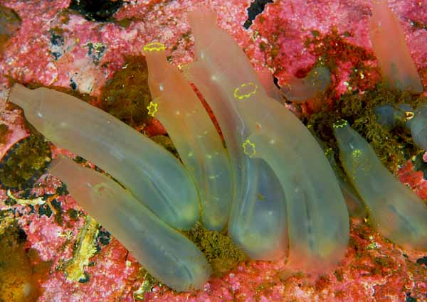 Ciona intestinalis - Sea Squirts (Tunicata)