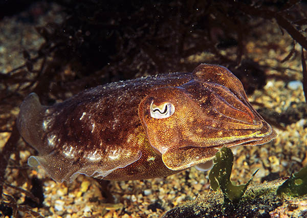 Sepia officinalis - Octopus, Squid & Cuttlefish (Cephalopoda)