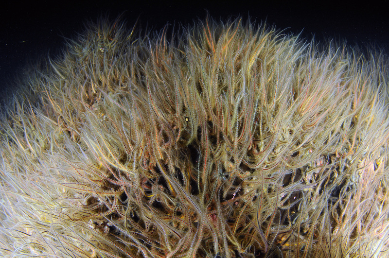 Scottish sea loch - Habitat Scenes