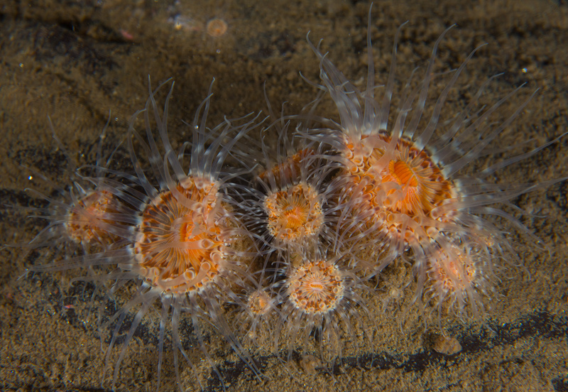 Sagartia lacerata - Anemones (Anthozoa)
