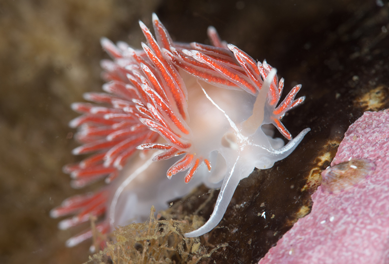Fjordia sp. - Sea Slugs & Sea Hares (Nudibranchs etc)