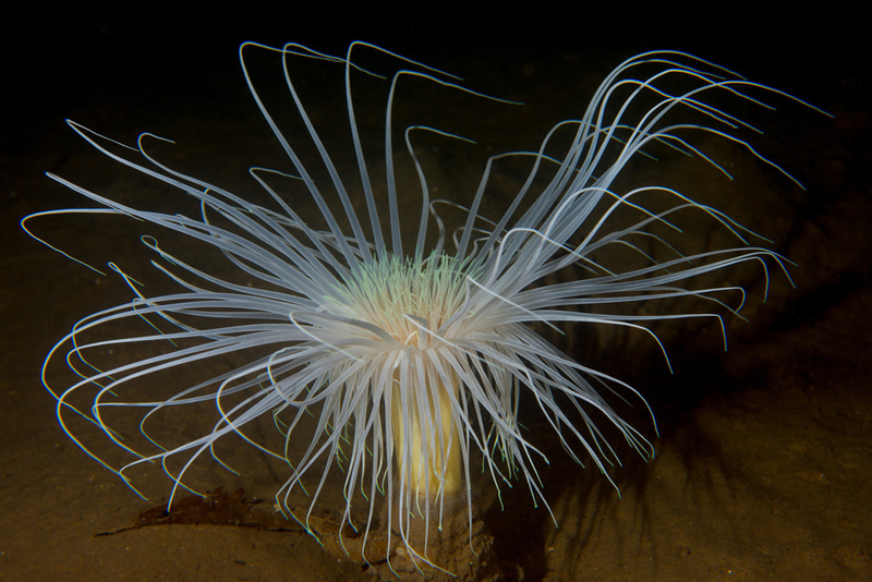 Pachycerianthus multiplacatus - Anemones (Anthozoa)
