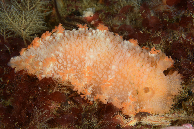 Tritonia hombergi - Sea Slugs & Sea Hares (Nudibranchs etc)