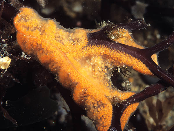 Botrylloides leachii - Sea Squirts (Tunicata)