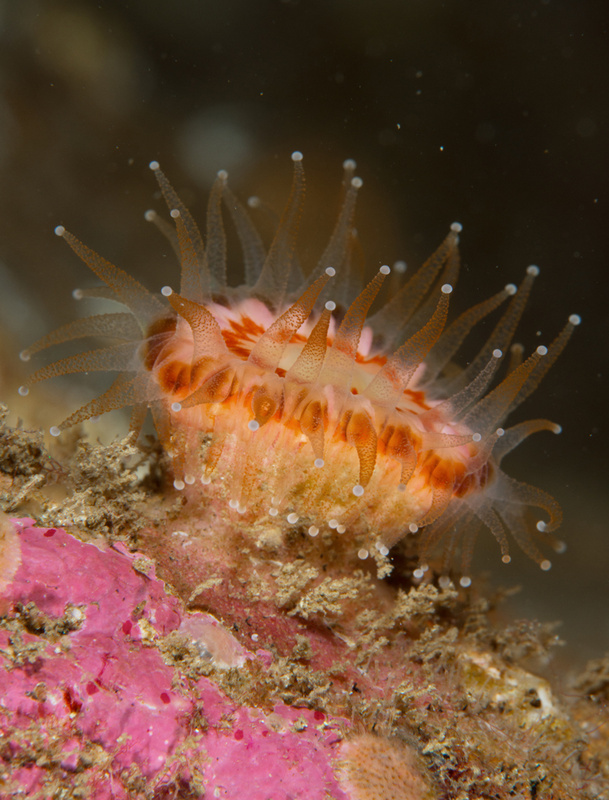 Caryophyllia smithii - Corals (Anthozoa)