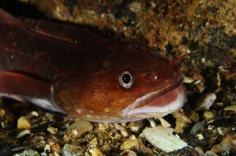 Gaidropsarus mediterraneus - Fishes – bony and cartilagous (Pisces)