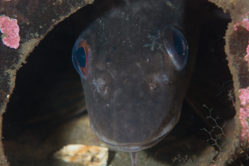 Gadus morhua - Fishes – bony and cartilagous (Pisces)
