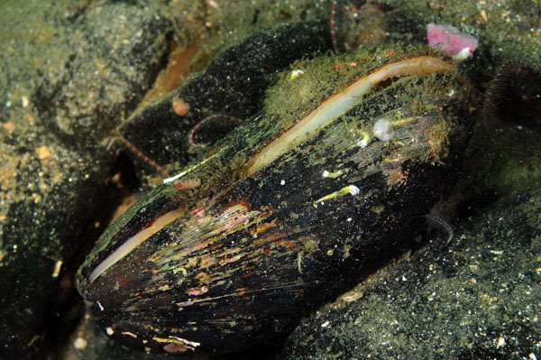 Modiolus modiolus - Sea Snails, Bivalves & Lamp Shells (Mollusca etc)