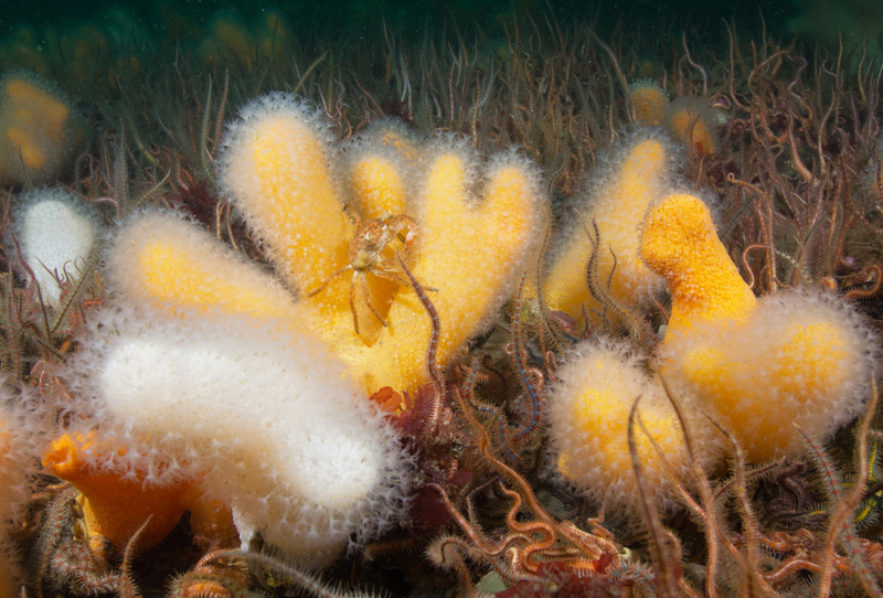 Scottish sea loch - Habitat Scenes