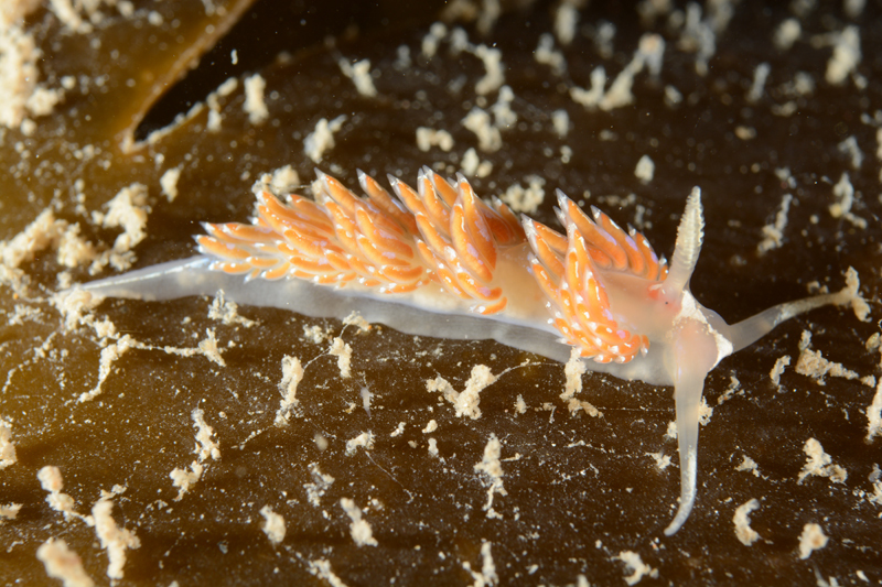 Facelina auriculata - Sea Slugs & Sea Hares (Nudibranchs etc)