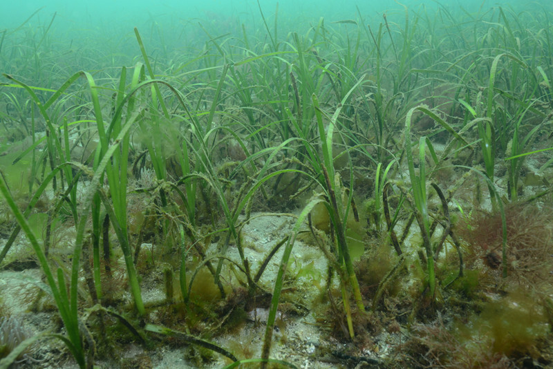 Seagrass bed (Scotland) 3 - Habitat Scenes