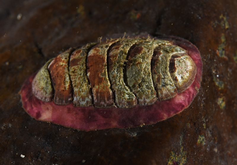 Tonicella marmorea - Sea Snails, Bivalves & Lamp Shells (Mollusca etc)