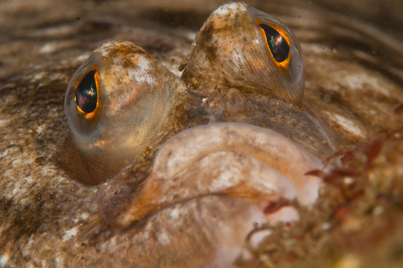 Platichthys flesus - Fishes – bony and cartilagous (Pisces)