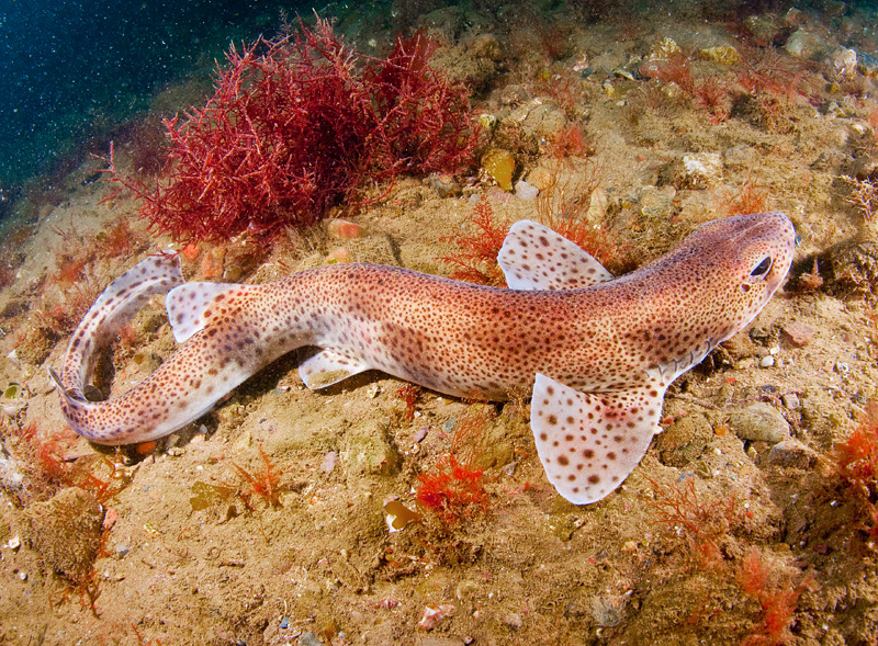 Scyliorhinus canicula - Fishes – bony and cartilagous (Pisces)