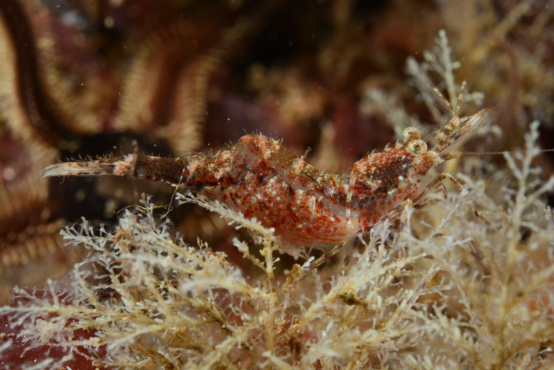 Hippolyte varians TBC - Crabs, Lobsters, Shrimps & Prawns etc (Crustacea)