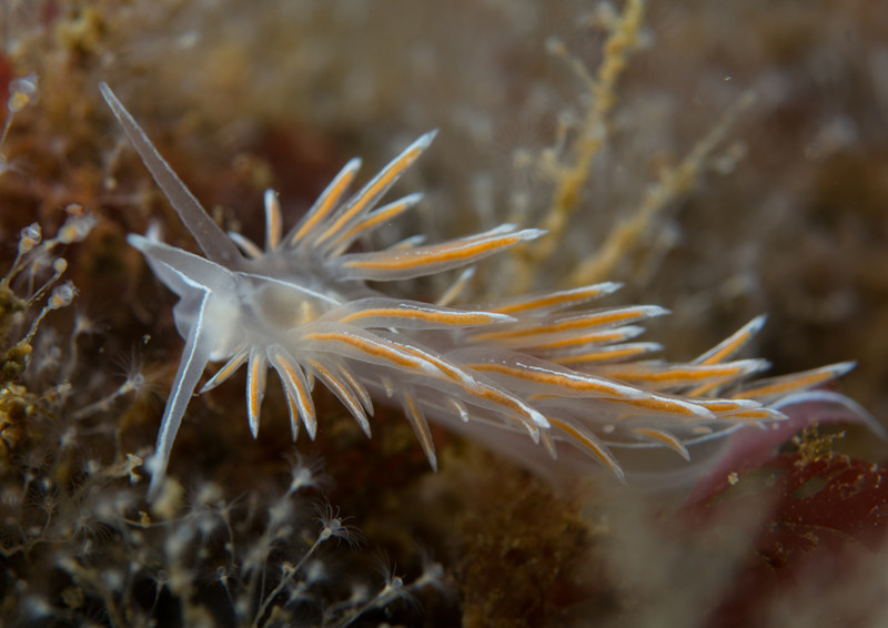 Fjordia sp. - Sea Slugs & Sea Hares (Nudibranchs etc)