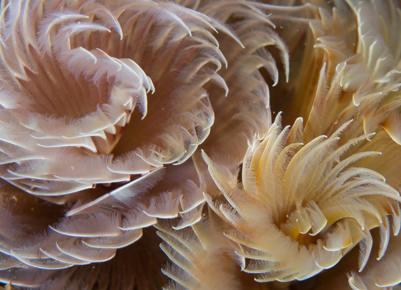 Bispira volutacornis - Worms (from various groups)