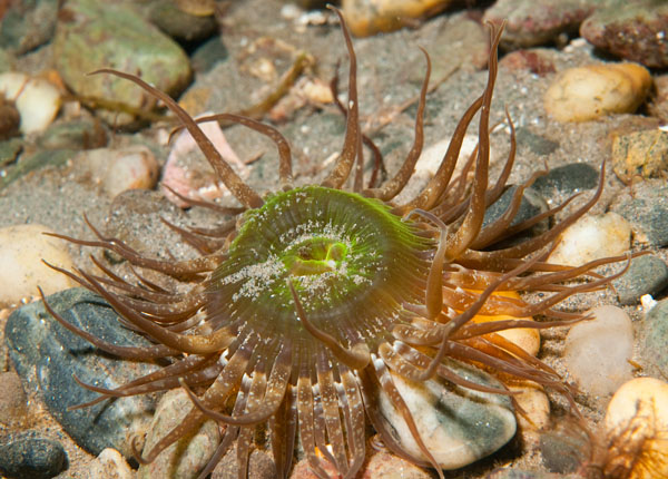 Anthopleura ballii - Anemones (Anthozoa)