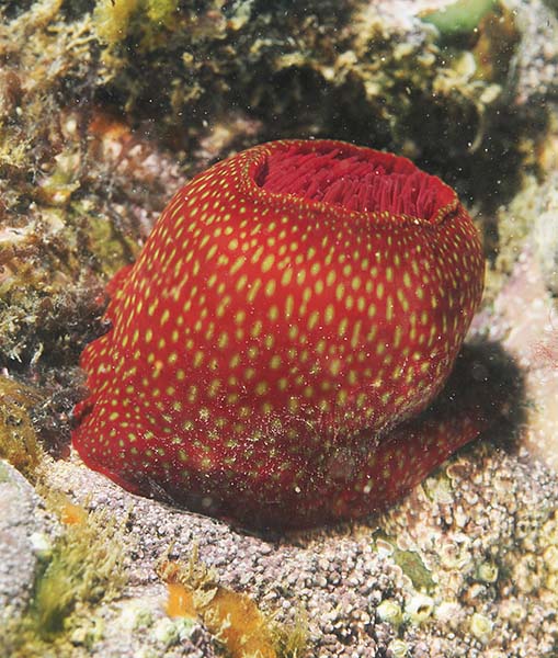 Actinia fragacea - Anemones (Anthozoa)