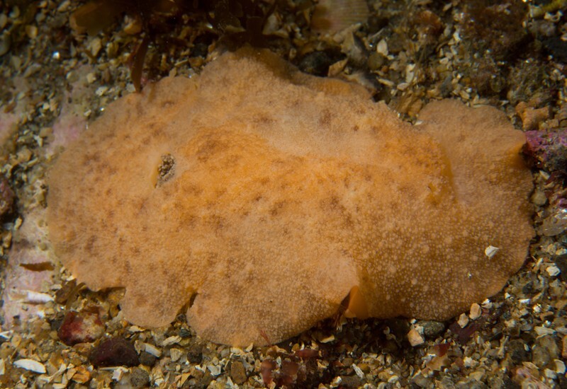 Archidoris pseudoargus - Sea Slugs & Sea Hares (Nudibranchs etc)