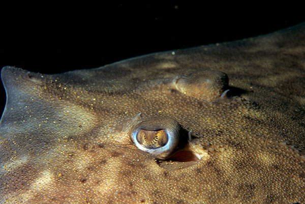 Raja clavata - Fishes – bony and cartilagous (Pisces)
