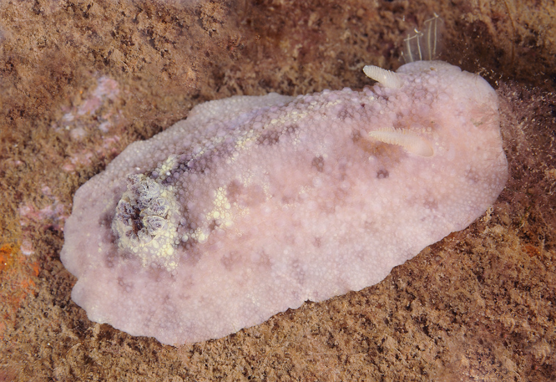Archidoris pseudoargus - Sea Slugs & Sea Hares (Nudibranchs etc)