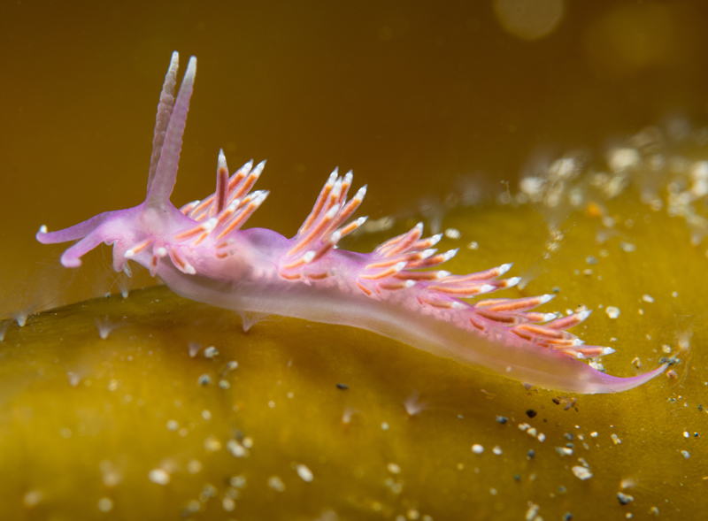Edmundsella pedata - Sea Slugs & Sea Hares (Nudibranchs etc)