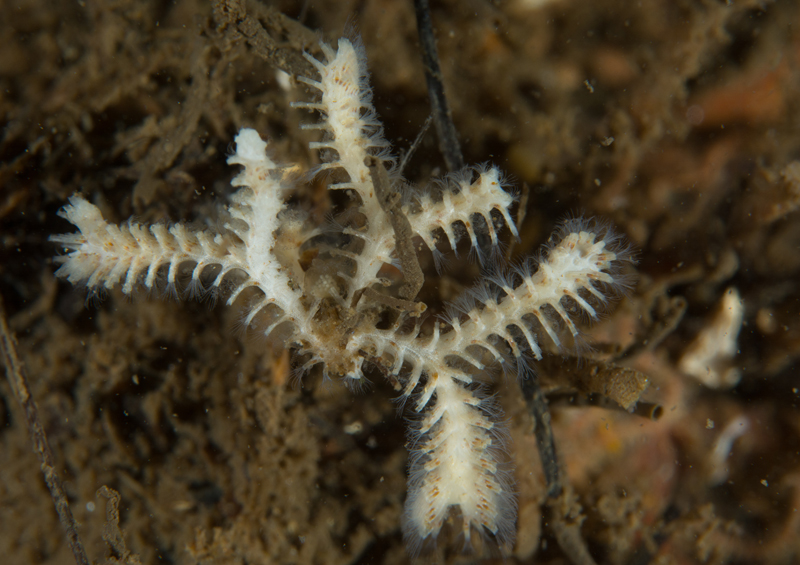 Exidmonea atlantica - Sea Mats (Bryozoa)