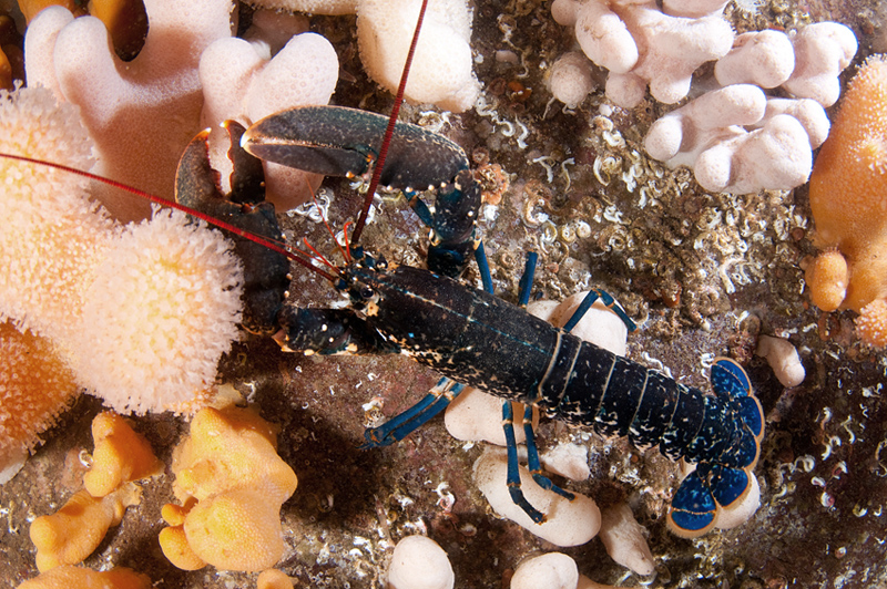 Homarus gammarus - Crabs, Lobsters, Shrimps & Prawns etc (Crustacea)
