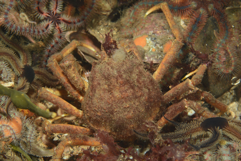 Hyas araneus - Crabs, Lobsters, Shrimps & Prawns etc (Crustacea)