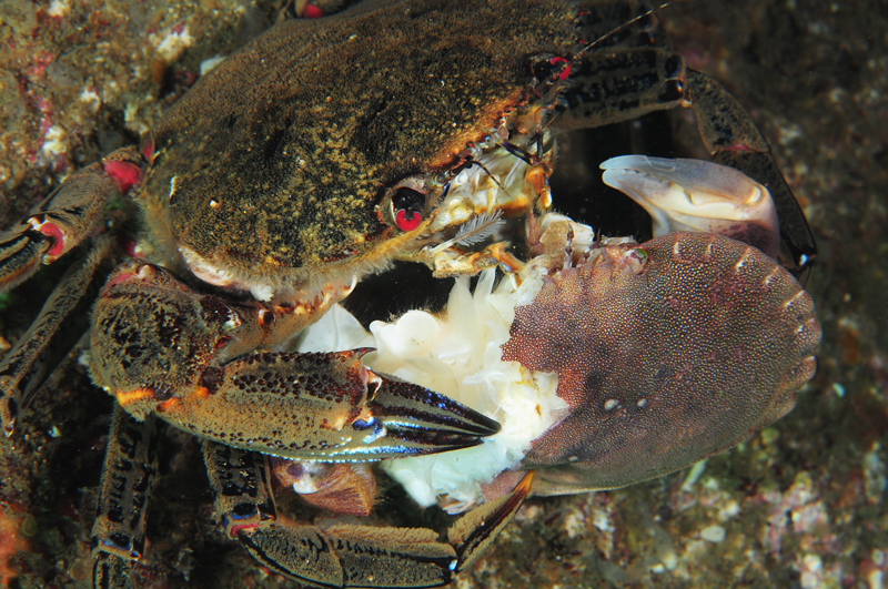 Velvet Swimming Crab feeding on Edible Crab - Behaviour observations