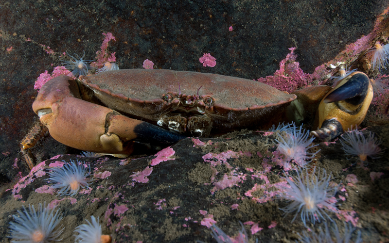 Cancer pagurus - Crabs, Lobsters, Shrimps & Prawns etc (Crustacea)