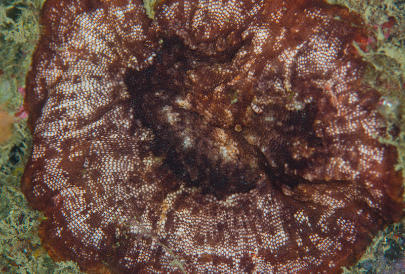 Schizobrachiella sanguinea - Sea Mats (Bryozoa)