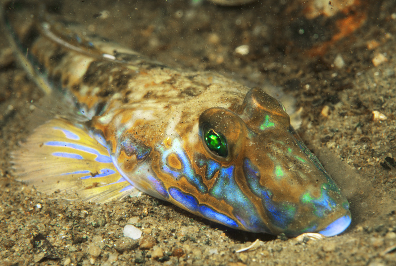 Callionymus lyra - Fishes – bony and cartilagous (Pisces)