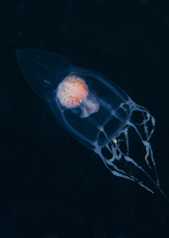 Leuckartiara octona - Jellyfish and 'jelly-like' animals