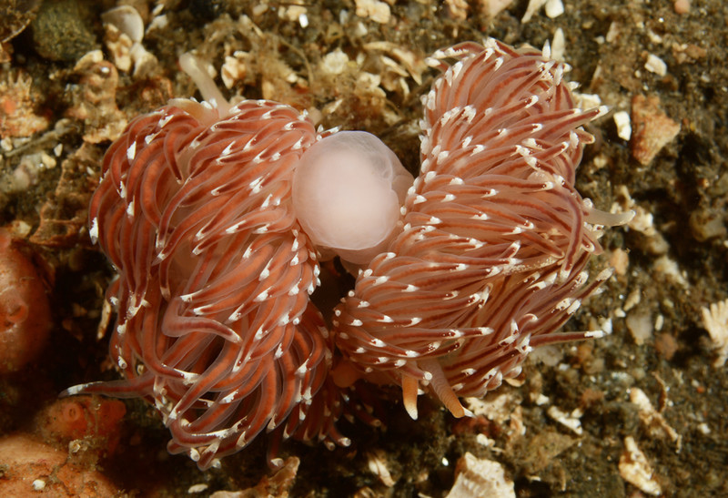 Facelina bostoniensis copulating TBC - Sea Slugs & Sea Hares (Nudibranchs etc)