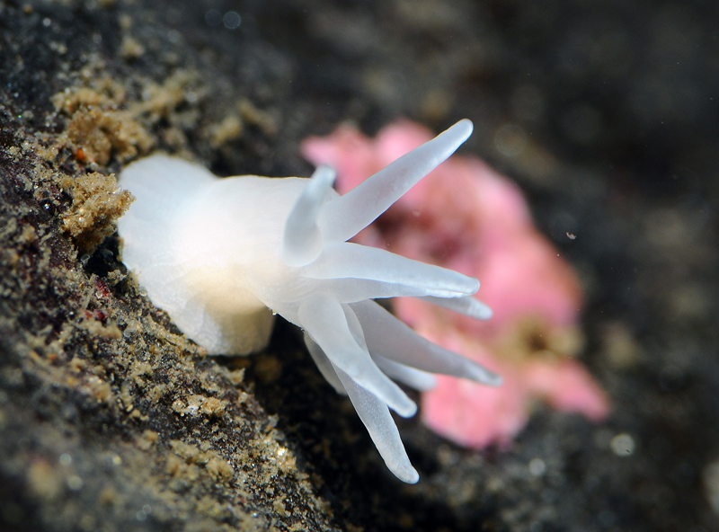 Protanthea simplex TBC - Anemones (Anthozoa)