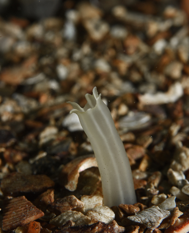 Arcopagia crassa siphon - Sea Snails, Bivalves & Lamp Shells (Mollusca etc)