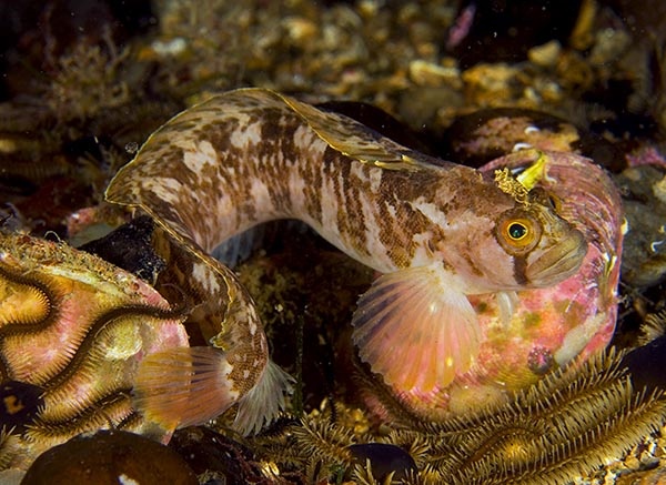 Chirolophis ascanii - Fishes – bony and cartilagous (Pisces)