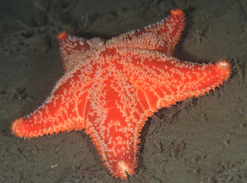 Porania pulvillus - Starfish (Echinodermata)