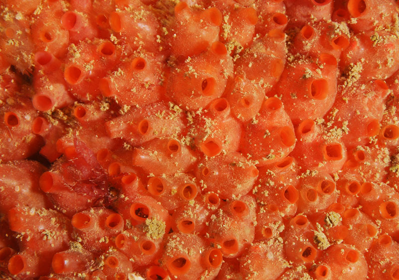 Dendrodoa grossularia - Sea Squirts (Tunicata)