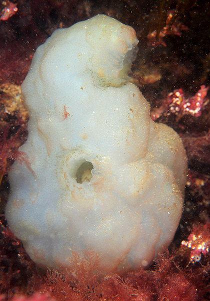 Phallusia mammillata - Sea Squirts (Tunicata)